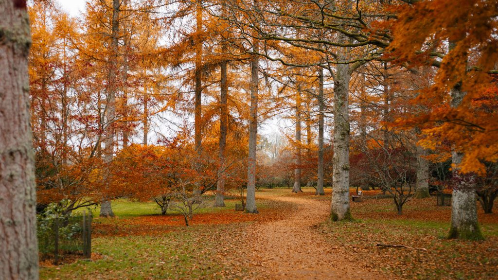 Westonbirt Arboretum in Autumn tour