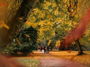 A line of golden and orange trees lines either side of the path. In the distance people walk along this path. Leaves falling in the foreground.