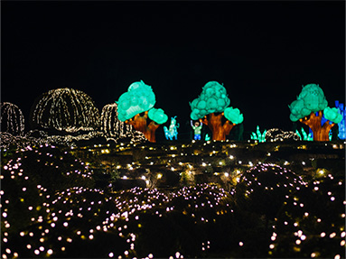 Fairy lights on hedges at night with lantern trees in the background.